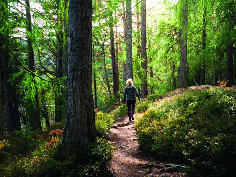Éden du lac Ouareau - Forêt